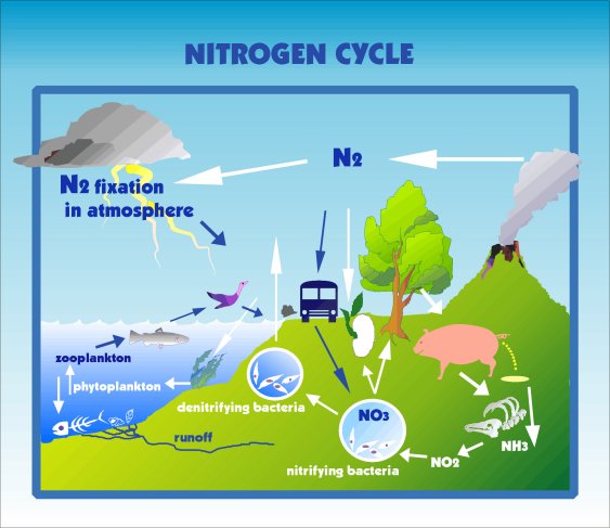 Explain Nitrogen Cycle