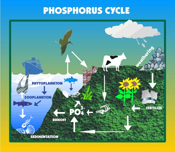 Deficiency Of Phosphorus. Figure 3.5 Phosphorus cycle